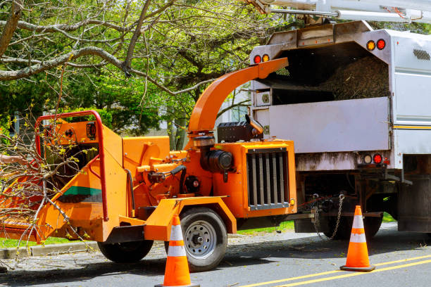 How Our Tree Care Process Works  in  Clarks Green, PA